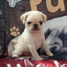 Boo - White male Pug puppy in East Bernstadt, Kentucky from Sundance Pugs