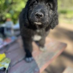 Aussiedoodle, Poodle, and Saint Berdoodle Puppies from Remington Kennels, LLC