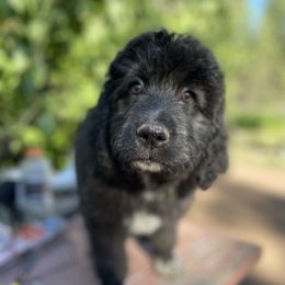 Aussiedoodle, Poodle, and Saint Berdoodle Puppies from Remington Kennels, LLC