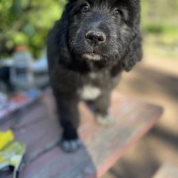 Aussiedoodle, Poodle, and Saint Berdoodle Puppies from Remington Kennels, LLC