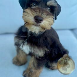 Miniature Schnauzer Puppies from Crown Schnauzers KC