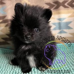 AKC STRIPE - Black male Pomeranian puppy in Watkins Glen, New York from Wicked Spirits Pomeranians
