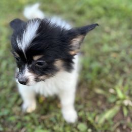 Boston Terrier and Papillon Puppies from Sassy Pap Farms