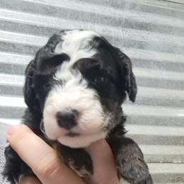 Archie - Tri-color male Bernedoodle puppy in Lafayette, Alabama from Williams Lake Doodles
