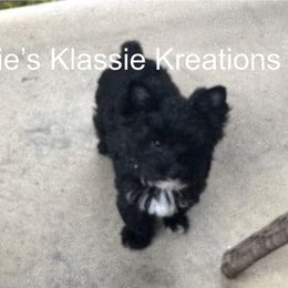Remi - Parti female Yorkshire Terrier puppy in Dierks, Arkansas from Yorkie’s Klassie Kreations
