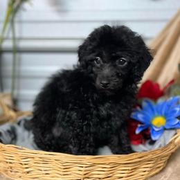 AKC Chester - Black male Poodle puppy in Elgin, South Carolina from Silver Bells Paw Prints