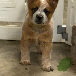 Green collar - Red mottled male Australian Cattle Dog puppy in Town Creek, Alabama from Crooked Creek Farm and kennel