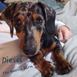 Diesel - Dachshund