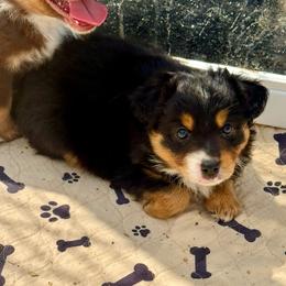 Tri female - Black tri female Miniature Australian Shepherd puppy in Lemon Cove, California from Magic Ranch Mini Aussies