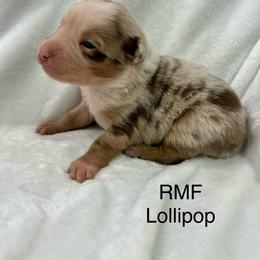 Girl 2 - Red merle female Miniature Australian Shepherd puppy in Roseville, California from Golden State Mini Aussies