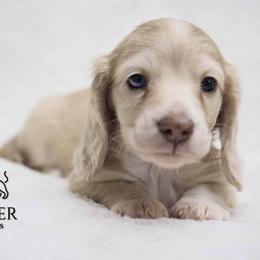 Linguine - Dapple male Dachshund puppy in Zephyrhills, Florida from Dapper Doxies