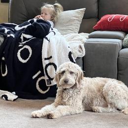 Peaches - Aussiedoodle