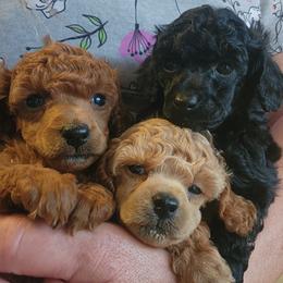 Poodle puppies from Pitties' Love