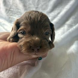 Hal - Merle male Cockapoo puppy in Adrian, Oregon from ApplebyFarm