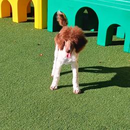 Poodle Puppies from Reeves Family Standard Poodles