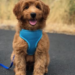 Goldendoodle Puppies from Puppy Love Doodles