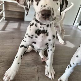 Dalmatian Puppies from City Dals