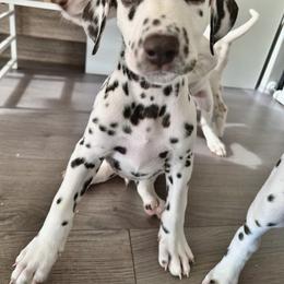 Dalmatian Puppies from City Dals