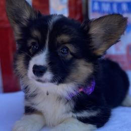 American Corgis and Pembroke Welsh Corgis from SoCal Native Corgis