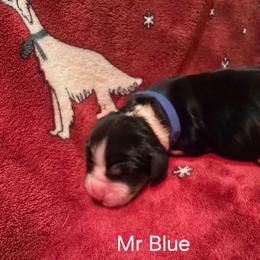 Mr Blue - Black white and tan male English Springer Spaniel puppy in Montville, Connecticut from Hillside Springs Farm