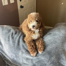 Precious - Poodle