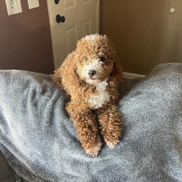 Precious - Poodle