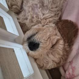 Jin - male Maltipoo puppy in Corona, California from Poodle house CA