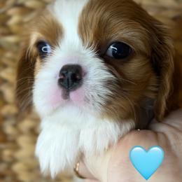 Briar - Blenheim male Cavalier King Charles Spaniel puppy in New River, Arizona from Catella Cavaliers and Cavapoos