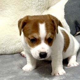 Bronco - Brown and white male Jack Russell Terrier puppy in Cleburne, Texas from Jordan's Shorty Jacks