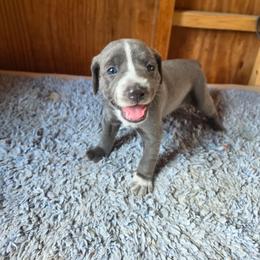 Estrela - Blue female Mountain Cur puppy in Moundsville, West Virginia from Mountaineer Mountain Curs