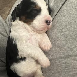 Bernedoodle Puppies from Bernied00dle Love