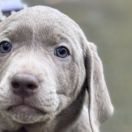 Dilute Retrievers and Labrador Retrievers from McKenzie Reign Labradors