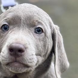 Dilute Retrievers and Labrador Retrievers from McKenzie Reign Labradors