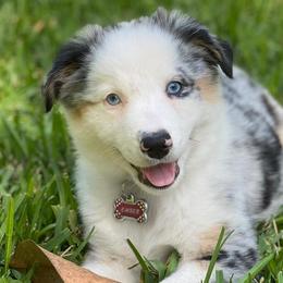 Australian Shepherds from Forest River Aussies
