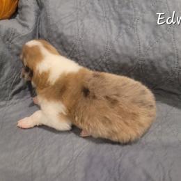 Edwin - Sable and white male Collie puppy in Mattoon, Illinois from Gold Leaf Collies