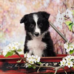 Praying mantis - White and blue merle female Border Collie puppy in Avilla, Indiana from Borderline Kennels