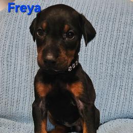 Freya - Black and rust female Doberman Pinscher puppy in Mount Orab, Ohio from Heyne Kennels