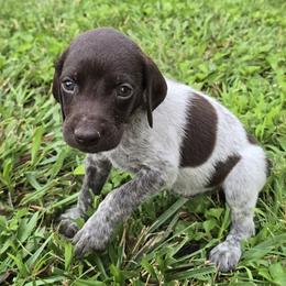 German Shorthaired Pointer Puppies from Erin McGhee