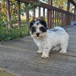 Millie - Parti female Yorkshire Terrier puppy in Bartlesville, Oklahoma from Chracy's yorkie babies