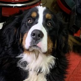 Jojo - Bernese Mountain Dog