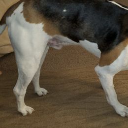 Treeing Walker Coonhounds from Amanda's Treeing Walker Coonhounds
