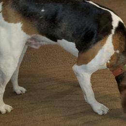 Treeing Walker Coonhounds from Amanda's Treeing Walker Coonhounds