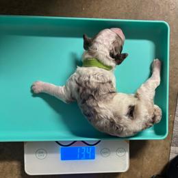 Butterfinger - Chocolate merle male Bernedoodle puppy in Richmond, Texas from Harper’s Heartbeats