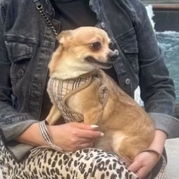 Chihuahuas from Maria's Chihuahuas