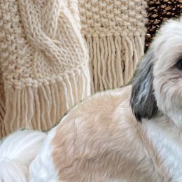 Shih Tzus from Simply Sweet & Adorable Shihtzus