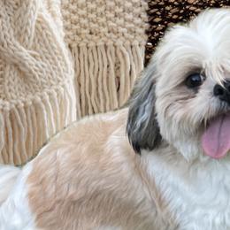 Shih Tzus from Simply Sweet & Adorable Shihtzus