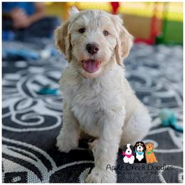 OLLIE - OFA-Genetics-Microchip-2 Year Warranty...Apple Creek Doodles. - Cream male Goldendoodle puppy in Jeddo, Michigan from Apple Creek Doodles