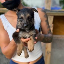 Neptune - Black and cream female German Shepherd puppy in Lake Charlse, Louisiana from Dettaalpha Kennels