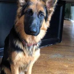 German Shepherds from Latti’s German Shepherds