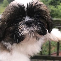 Shih Tzus from Team Kasmann’s Tzu Cru